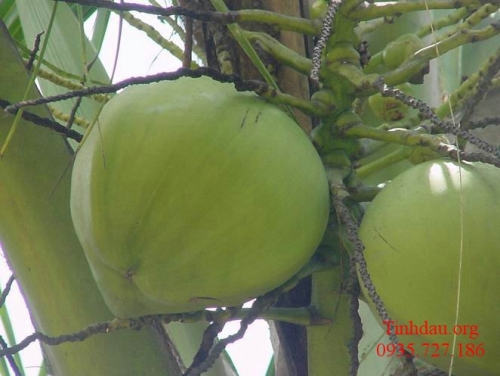 Tinh dầu Dừa (Extra virgin Coconut Oil)